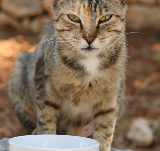Alimento úmido para gatos: um amigo da saúde